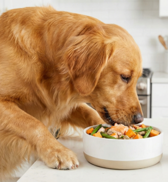 Golden Retriever Eating Anti Inflammatory Dog Food Allergies 333x360